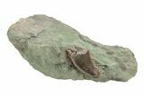 Serrated, Megalosaurid (Marshosaurus) Tooth in Situ - Colorado #222501-1